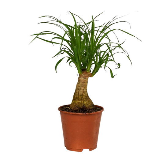Beaucarnea Nolina – Pflegeleichter Elefantenfuß Ø14cm