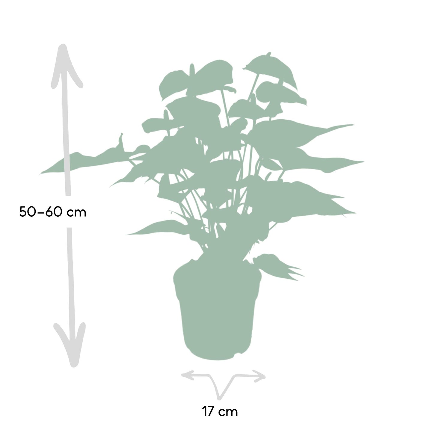 Anthurie Red – Flamingoblume Ø17cm, 55cm hoch