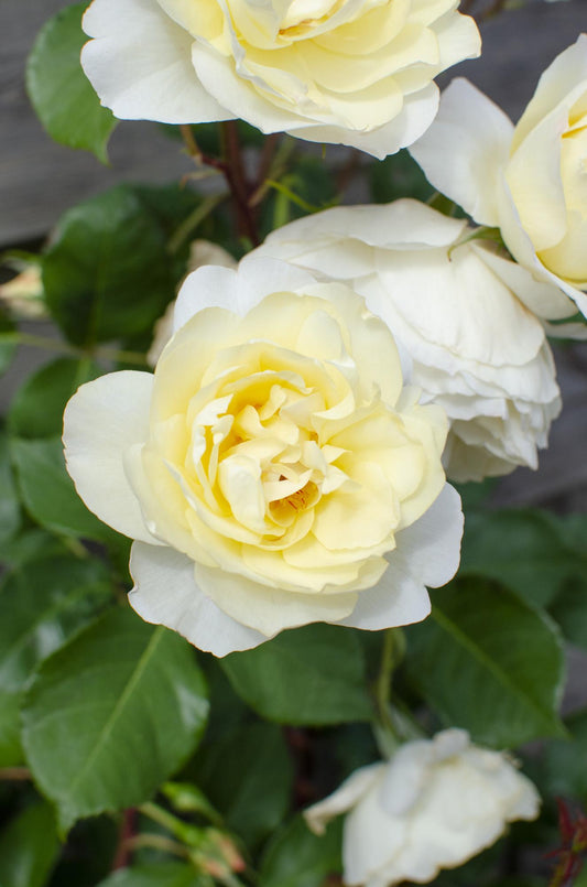 3x Kletterrose 'Crazy in Love Vanilla' Ø15cm, ca. 65cm hoch