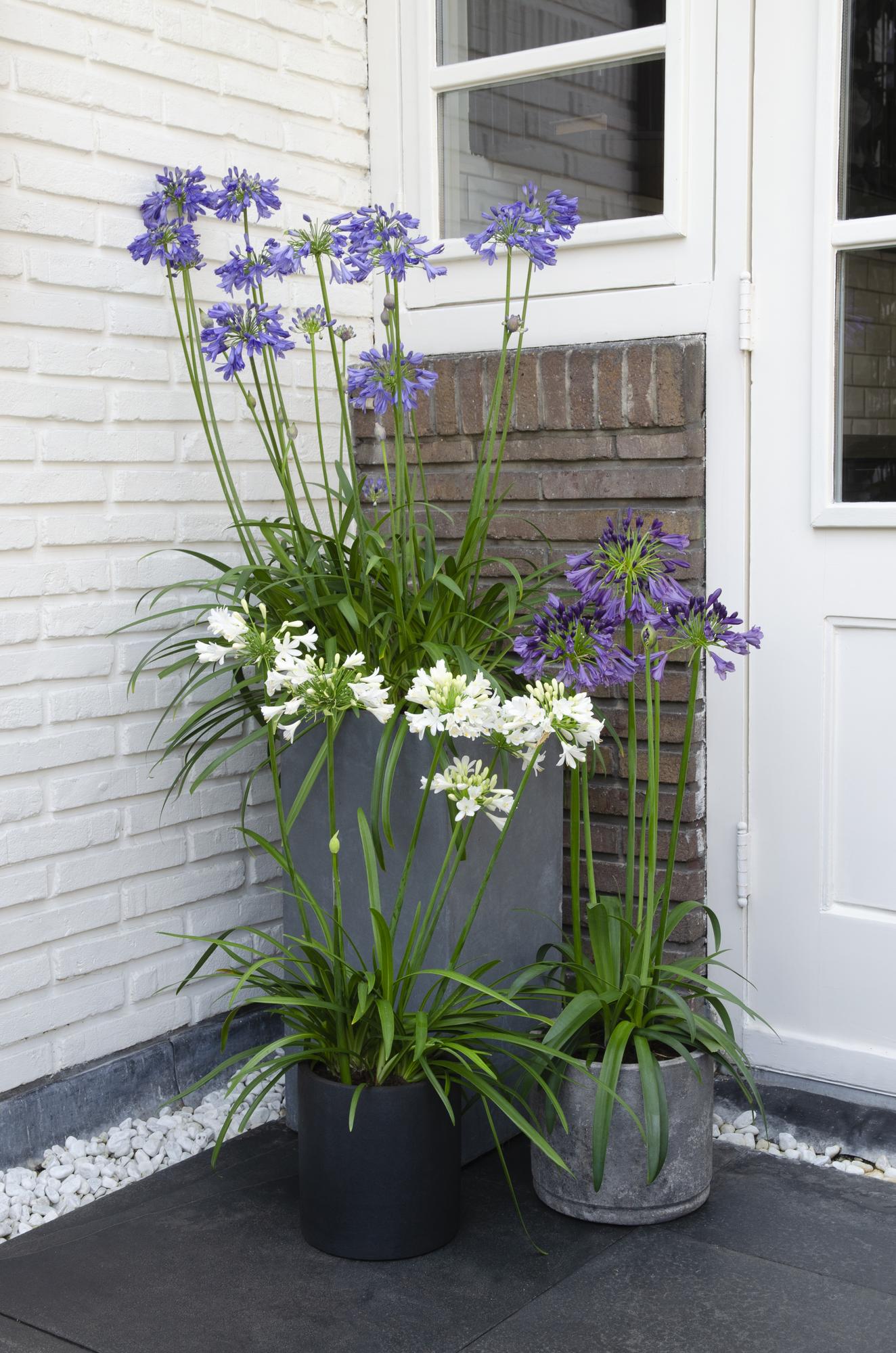 Agapanthus 'Ever White' – Pflegeleichter Blütenstar Ø19 cm