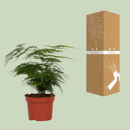 Feder-Spargel Ø12cm – Pflegeleichte Zimmerpflanze