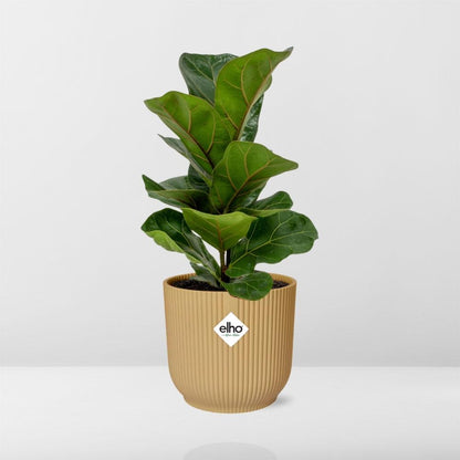 Ficus Lyrata ‘Bambino’ – Pflegeleichte Zimmerpflanze im ELHO Vibes Fold Topf