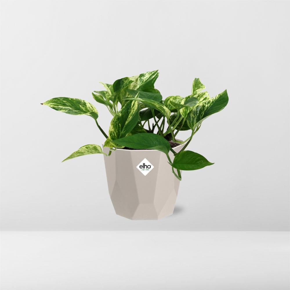 Scindapsus Marble Queen in ELHO b.for rock 14 cm warm grey