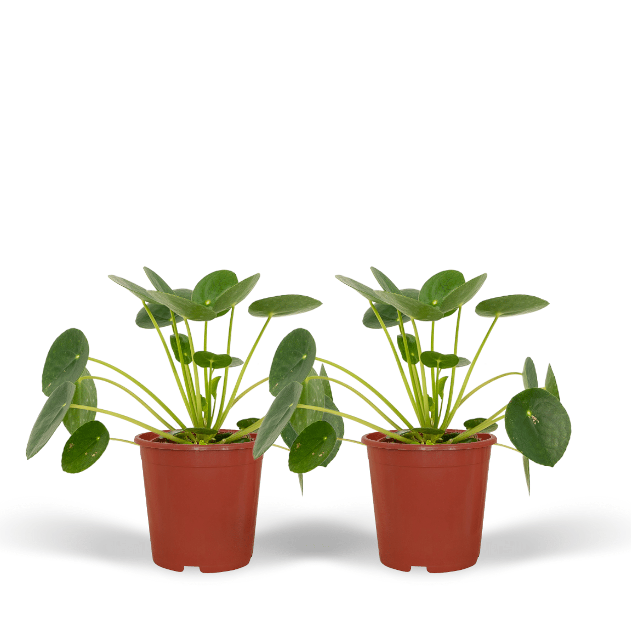 2x Pilea Peperomiodes – Pfannkuchenpflanze, 20 cm, ø12 cm