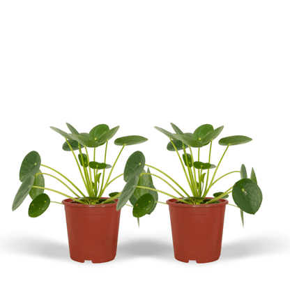 2x Pilea Peperomiodes – Pfannkuchenpflanze, 20 cm, ø12 cm
