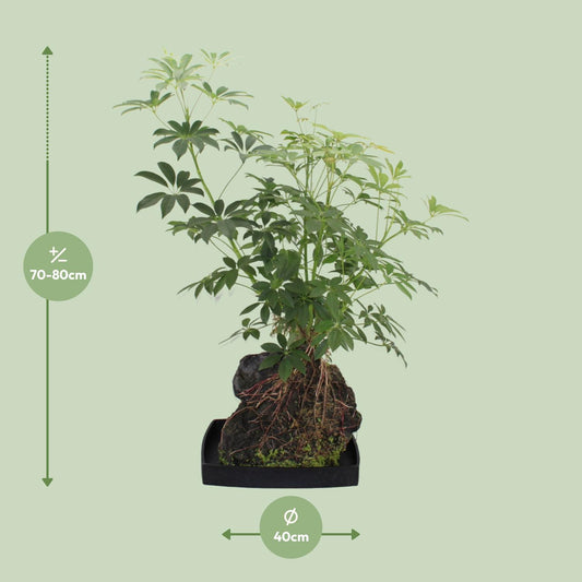 Schefflera Arboricola – Pflegeleichte Schirmpflanze Ø40cm
