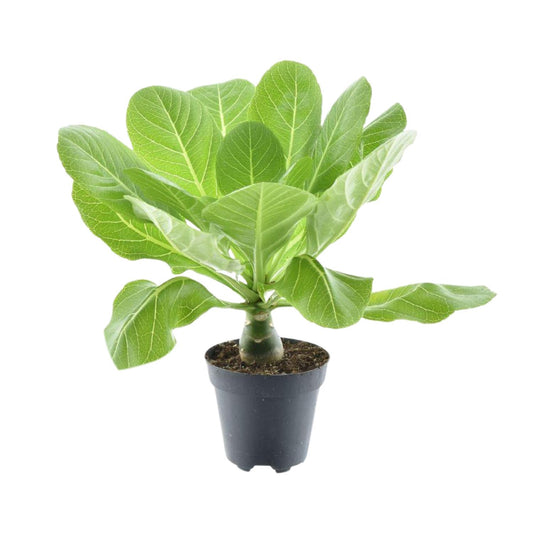 Hawaii-Palme Brighamia Ø12cm – Pflegeleichte Exotin