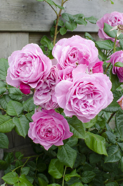 3x Kletterrose Rosa Crazy in Love 'Pink' – 65 cm, Ø15 cm