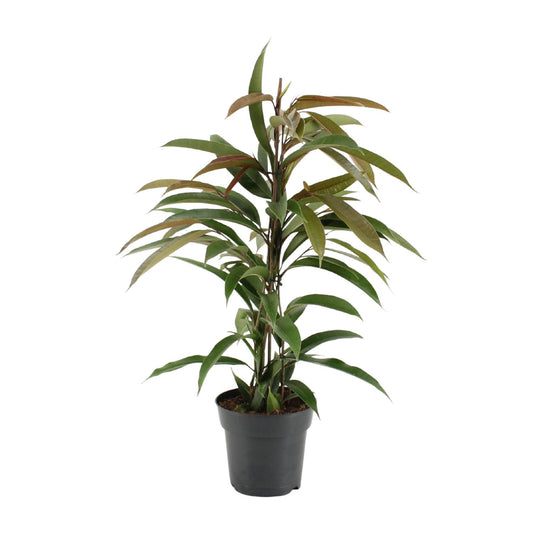 Ficus Binnendijkii Amstel King – Pflegeleichte Zimmerpflanze Ø17cm
