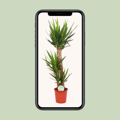 Yucca Elephantipes – Pflegeleichte Exotik Ø24cm, 125cm hoch