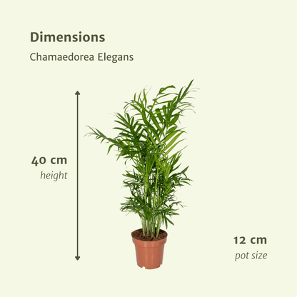 Mexikanische Bergpalme 2er Set – pflegeleicht & elegant