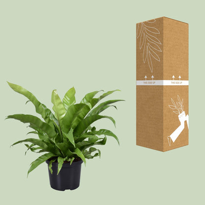 Asplenium Antiquum – Pflegeleichter Nestfarn Ø23cm