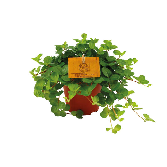 Peperomia Rotundifolia – Pflegeleichte Zimmerpflanze Ø12 cm