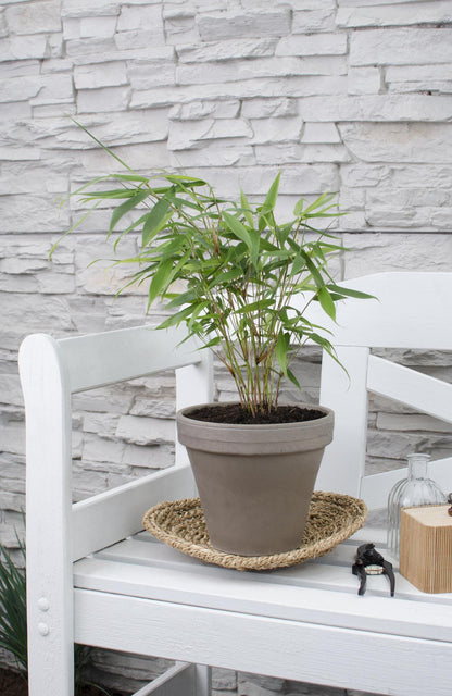 Gartenbambus 'Pingwu' – Pflegeleichter Bambus Ø14cm, 40cm hoch