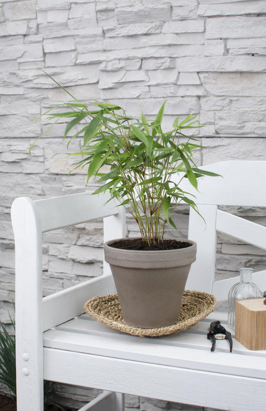 Gartenbambus 'Pingwu' – Pflegeleichter Bambus Ø14cm, 40cm hoch