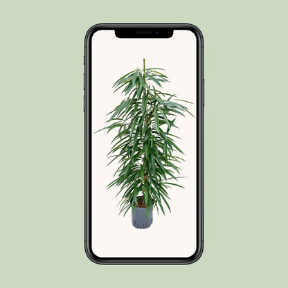 Ficus Alii – Pflegeleichter Eleganter Zimmerficus Ø18cm