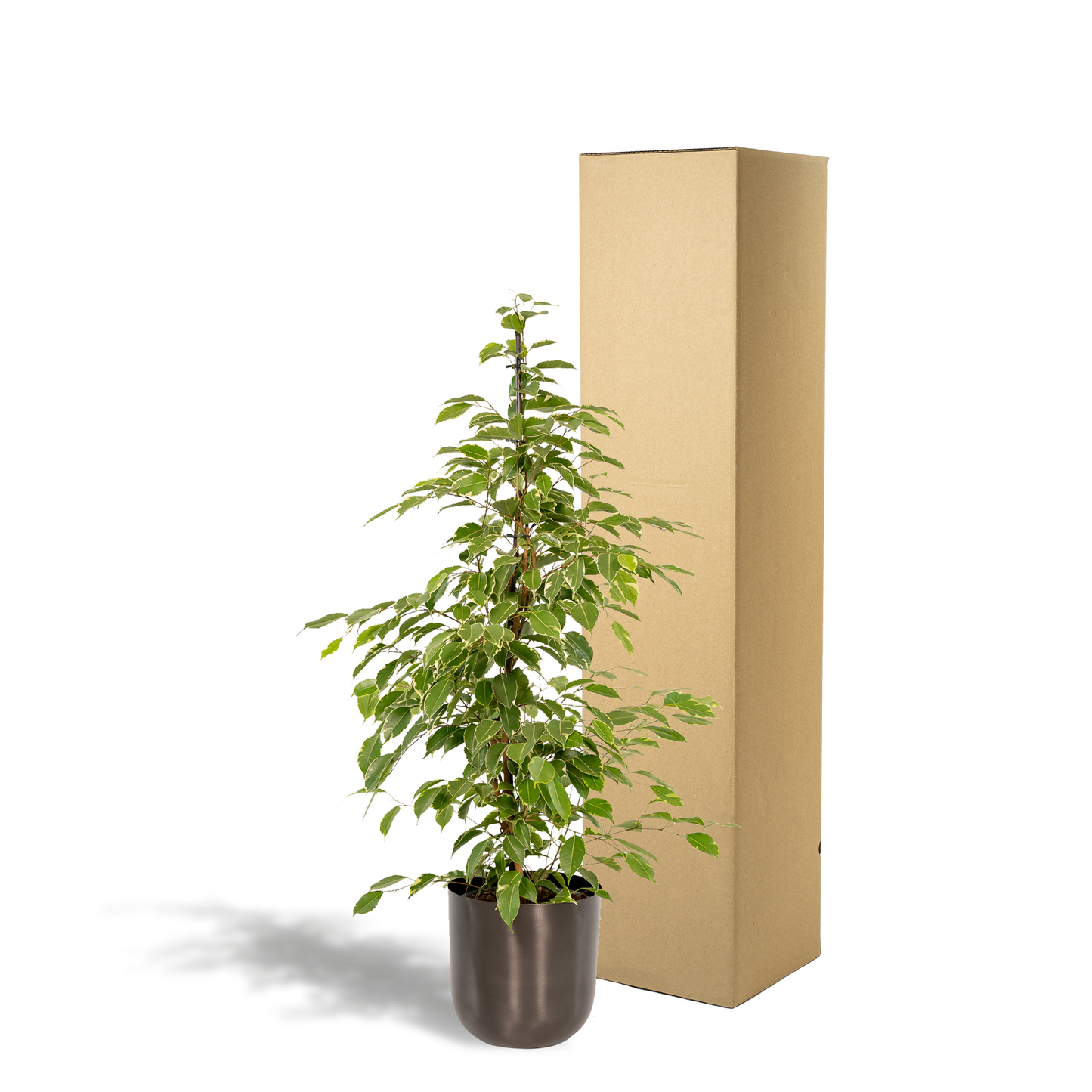 Birkenfeige 'Golden King' – Pflegeleichte Zimmerpflanze Ø21cm