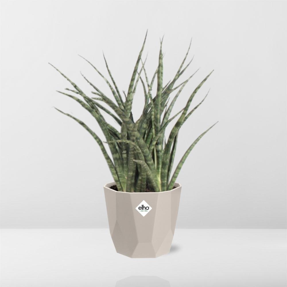 Sansevieria Fernwood Punk in ELHO b.for rock 14 cm warm grey