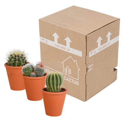 Bolcactus Kakteen-Mischung im Terrakottatopf 8,5 cm