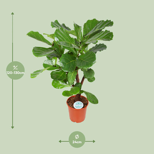 Ficus Lyrata – Große, pflegeleichte Zimmerpflanze Ø24cm