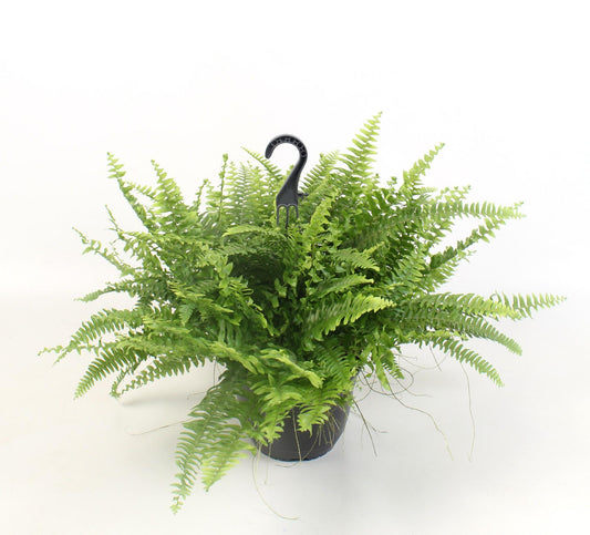 Nephrolepis Boston Green Moment – pflegeleichter Farn Ø19cm
