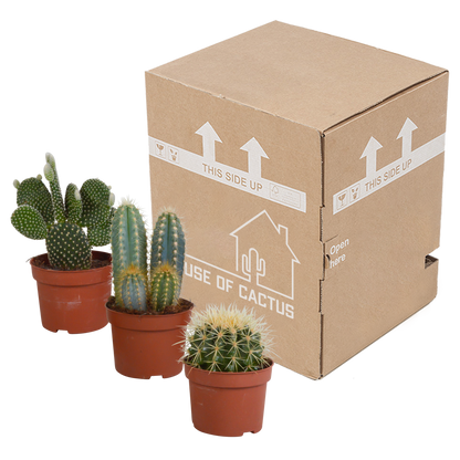 Kakteenmischung 3er-Set 10,5-12 cm – pflegeleicht & robust