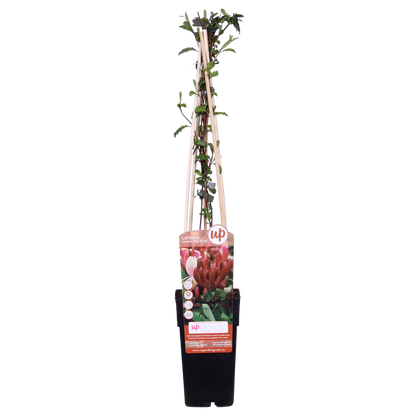 Lonicera japonica 'Red World' – Duftendes Geißblatt Ø15cm
