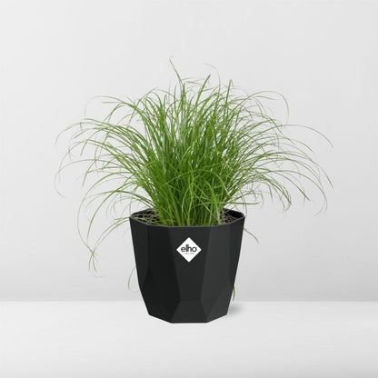 Cyperus Alternifolius Zumula – Pflegeleichtes Schirmgras 14cm