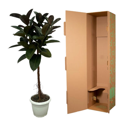 Ficus Elastica Robusta Stamm – Pflegeleichter Gummibaum 140 cm