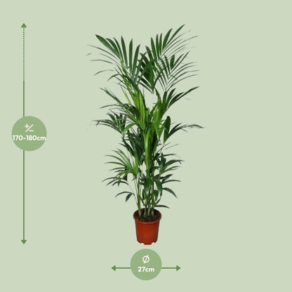 Kentia Palme – Elegante, pflegeleichte Zimmerpflanze 180 cm