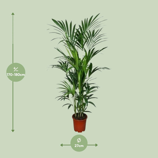 Kentia Palme – Elegante, pflegeleichte Zimmerpflanze 180 cm