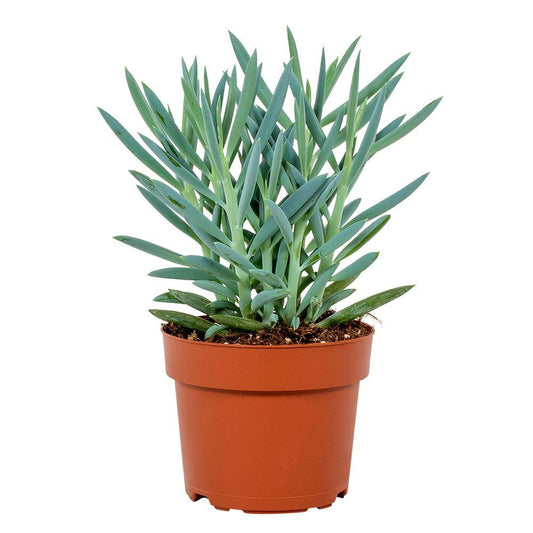 Curio Ficoides Mount Everest – Pflegeleichte Sukkulente im 12cm Topf
