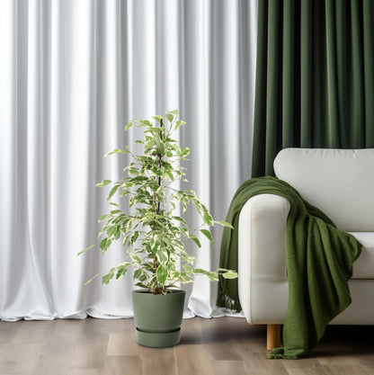 Ficus Benjamina Twilight – Pflegeleichte Zimmerpflanze Ø14cm