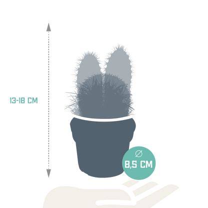 Kakteenmischung 3er-Set 8,5 cm – pflegeleicht & dekorativ