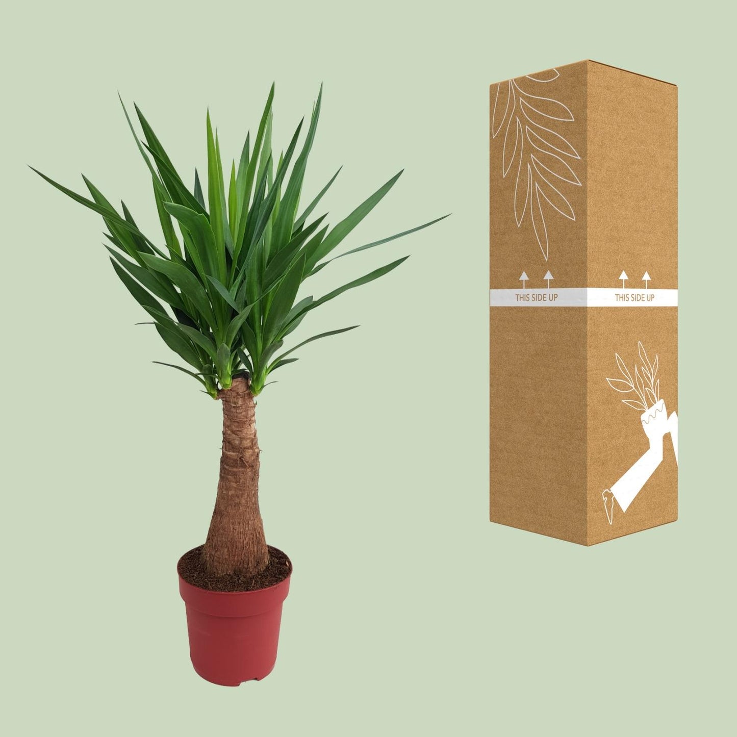Yucca 'Maya Tree' – Pflegeleichter Elefantenfuß 100 cm