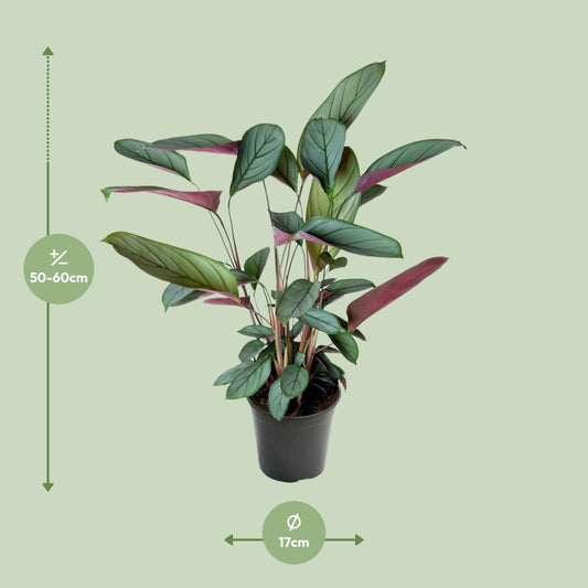 Ctenanthe Setosa – Pflegeleichte Trendpflanze Ø17cm