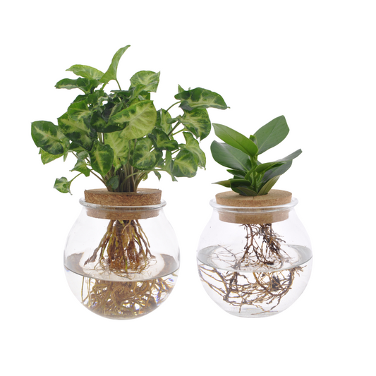 Bolglas Duo Clusia & Syngonium – 2er Set Ø12cm