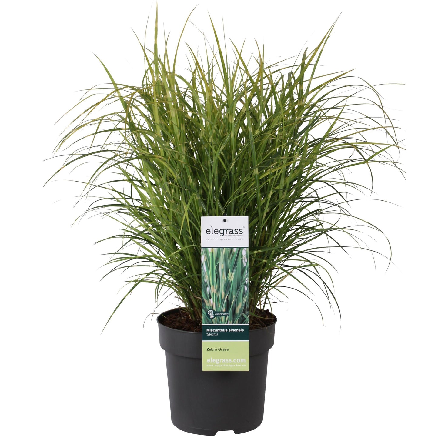 Miscanthus sinensis Strictus – Zebra Ziergras Ø23cm