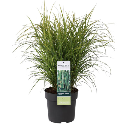 Miscanthus sinensis Strictus – Zebra Ziergras Ø23cm
