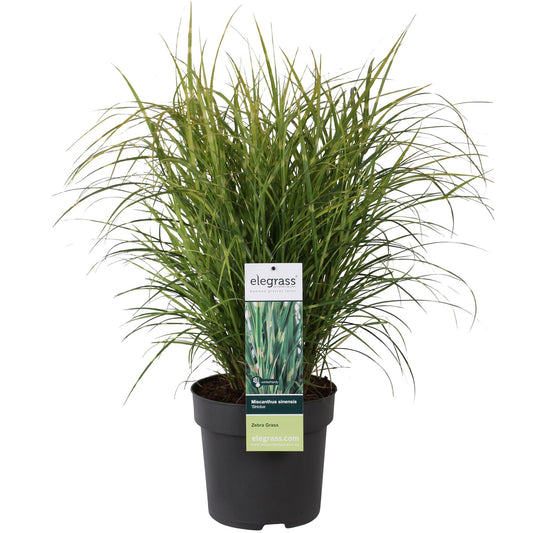 Miscanthus sinensis Strictus – Zebra Ziergras Ø23cm