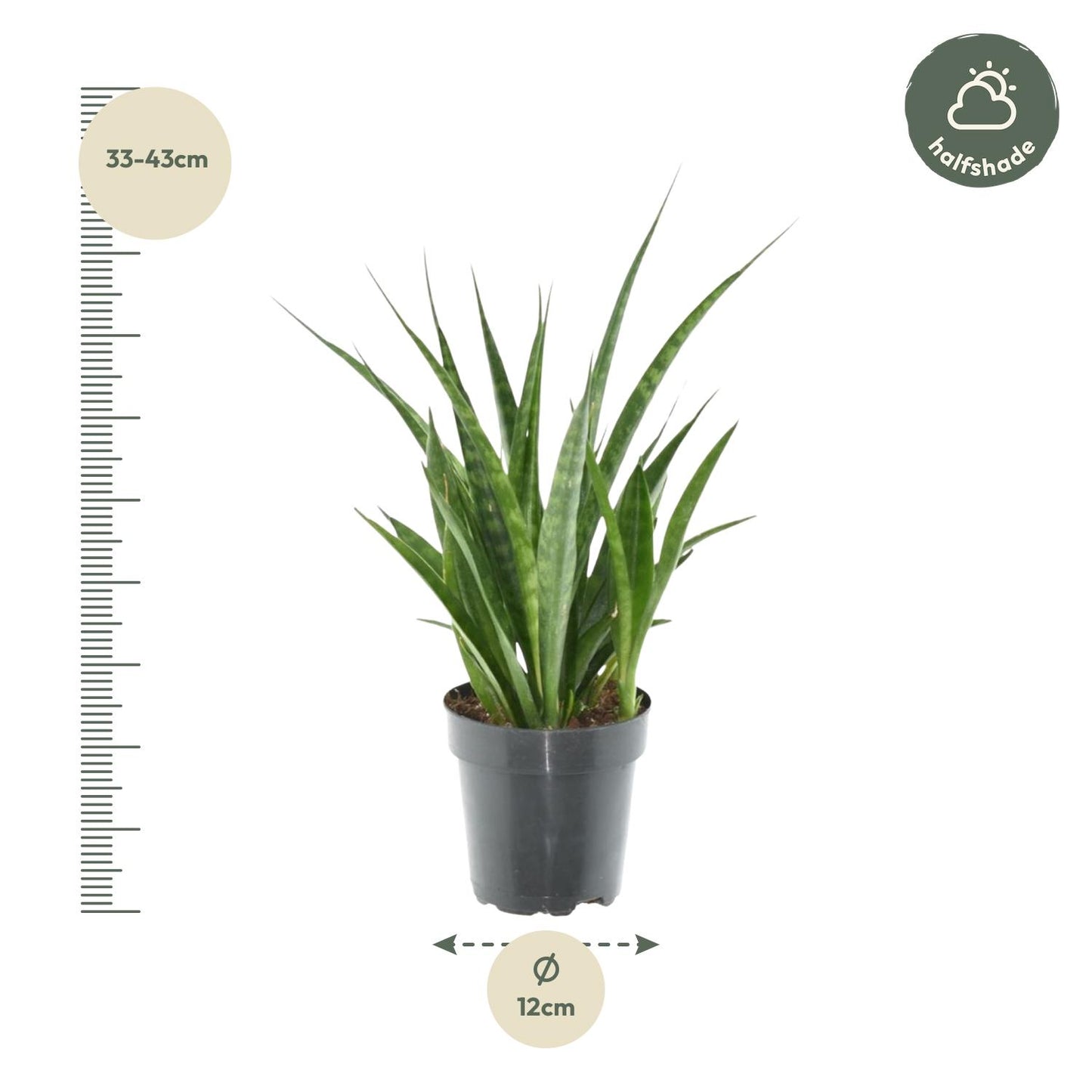 Sansevieria kirkii 'Friends' – Pflegeleichte Zimmerpflanze 38 cm
