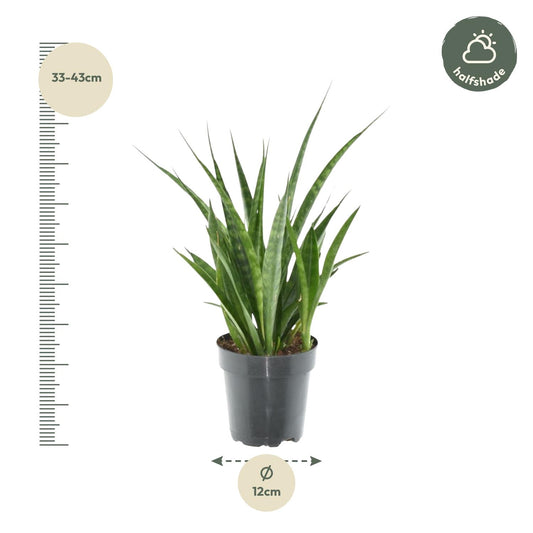 Sansevieria kirkii 'Friends' – Pflegeleichte Zimmerpflanze 38 cm