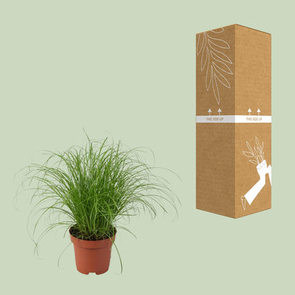 Cyperus Alternifolius Zumula – Pflegeleichtes Schirmgras Ø12cm