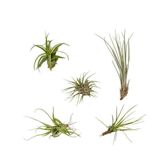Tillandsia Air Mix – 5 pflegeleichte Luftpflanzen 6 cm
