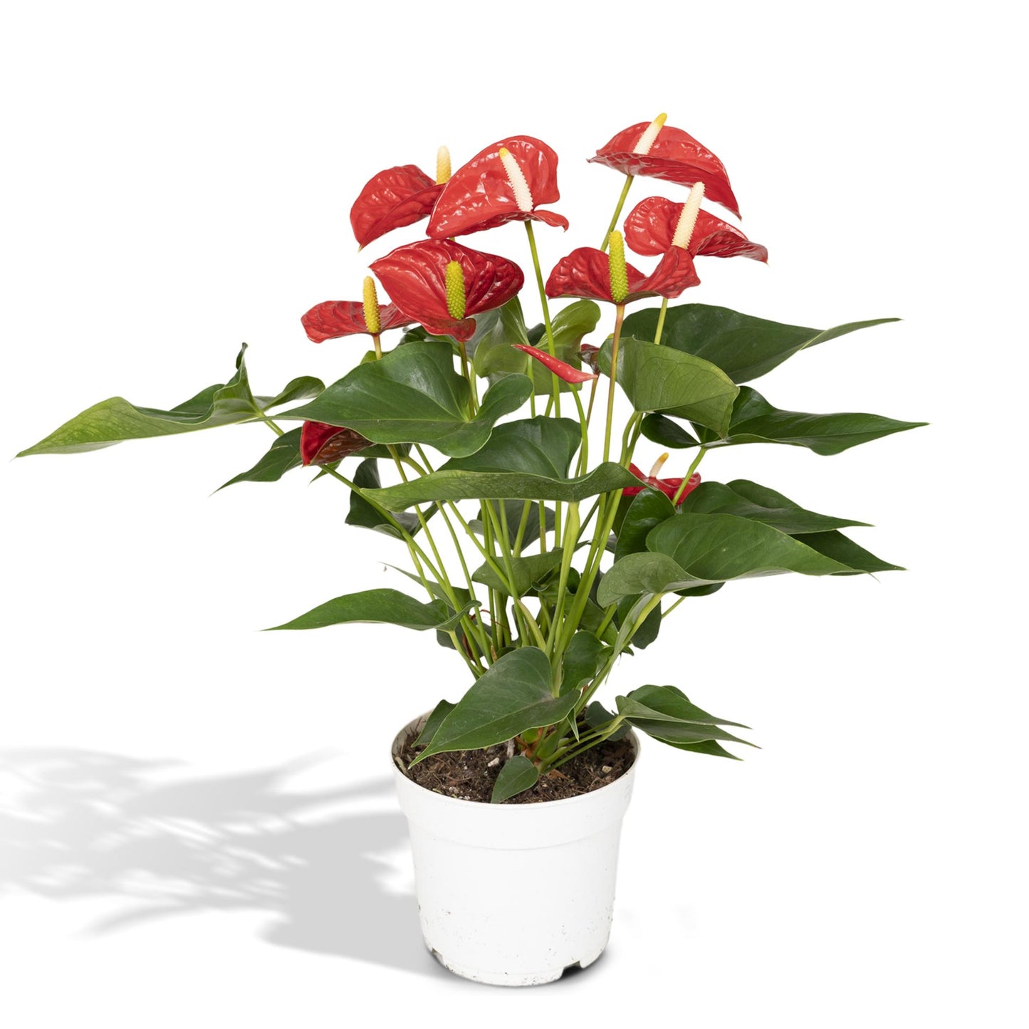 Anthurium Red – Pflegeleichte Zimmerpflanze mit roten Blüten
