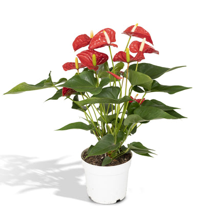 Anthurium Red – Pflegeleichte Zimmerpflanze mit roten Blüten