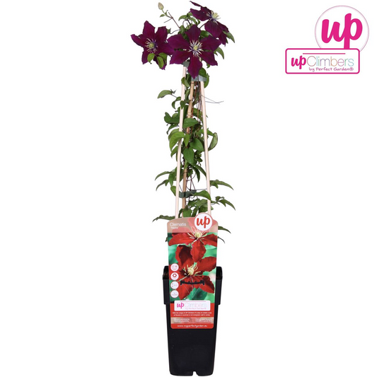 Clematis Niobe – Rote, pflegeleichte Kletterpflanze 65 cm