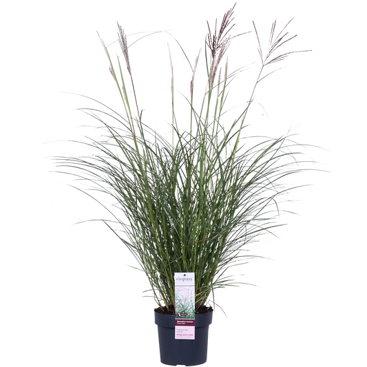 Miscanthus sinensis Ferner Osten – Robust & Pflegeleicht Ø19cm