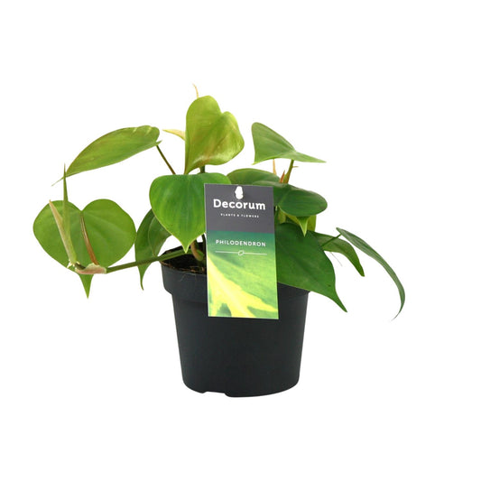 Philodendron Scandens – Pflegeleichte Zimmerpflanze Ø12cm