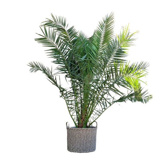 Phoenix Canariensis – Kanarische Dattelpalme 300 cm